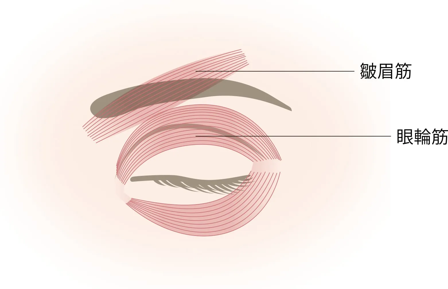 眼輪筋