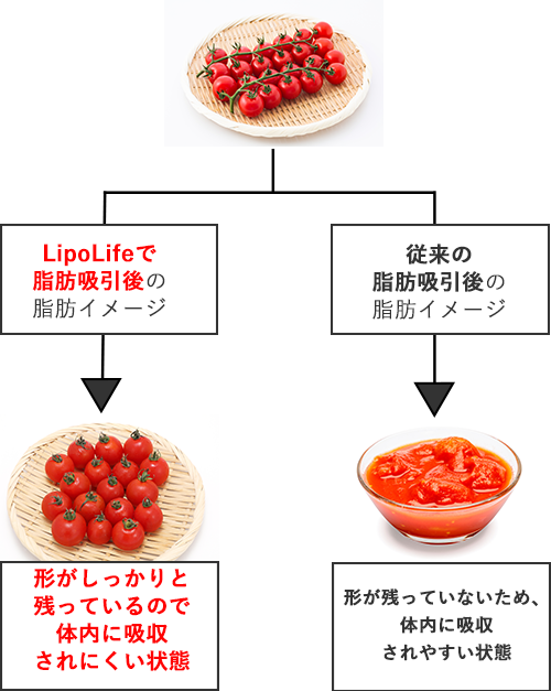 脂肪生存率のイメージ