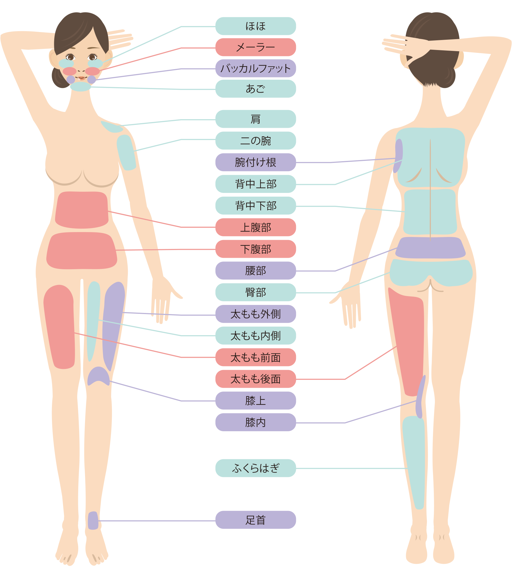 通常脂肪吸引 対象部位